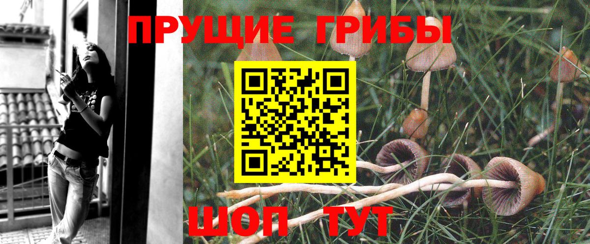 Галлюциногенные грибы Psilocybine cubensis  магазин продажи наркотиков  Саранск  Псилоцибиновые грибы GOLDEN TEACHER  Вход с VPN 